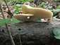 Olaszgomba (Polyporus tuberaster), Budai-hegység